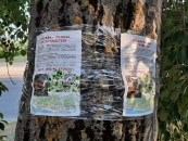 Ростовчане просят Слюсаря не допустить вырубки деревьев в парке«Дружба» 