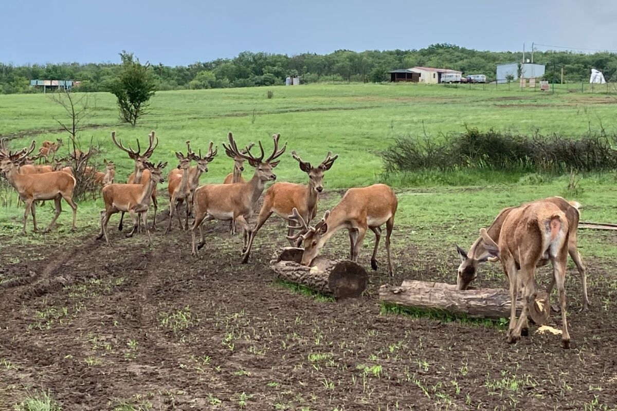 На Дону к концу лета 2026 года откроется сафари-парк  «Придонье» - фото 1