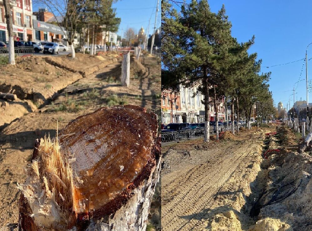 На Дону назвали имя чиновника, разрешившего вырубку сосен в Новочеркасске - фото 1