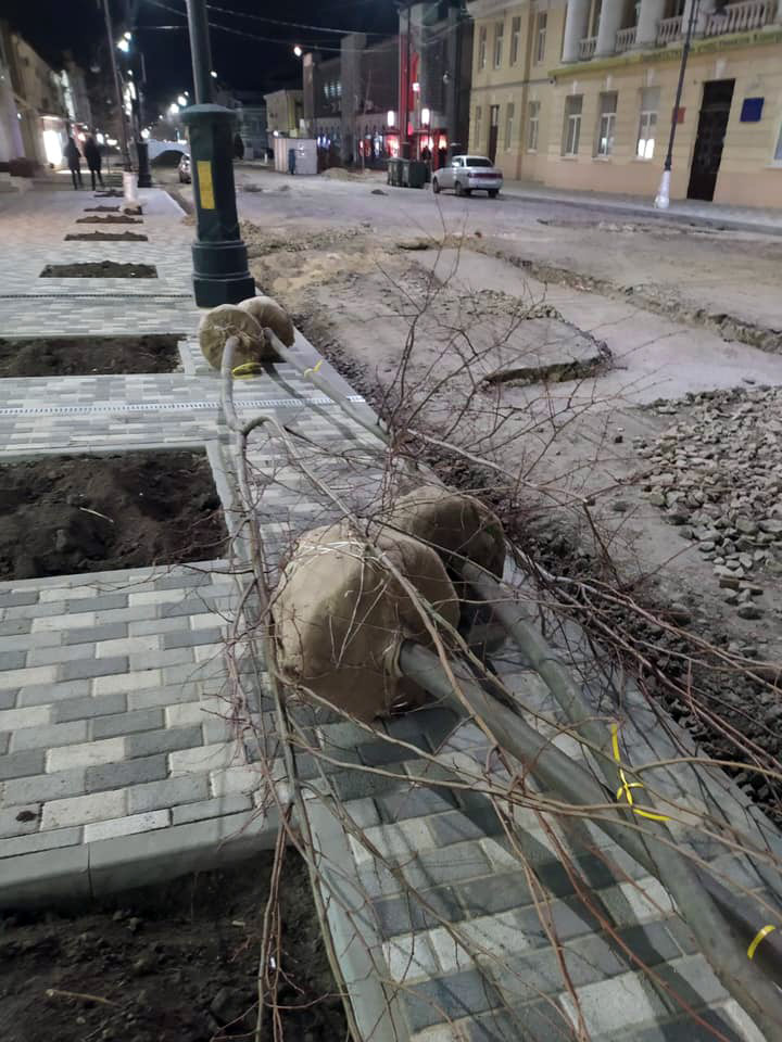 Власти Таганрога не увидели проблем с высадкой деревьев в морозы