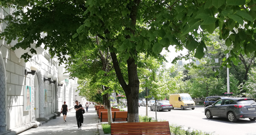 Сити-менеджер Логвиненко Ростова пожаловался на горожан, мешающих спиливать деревья